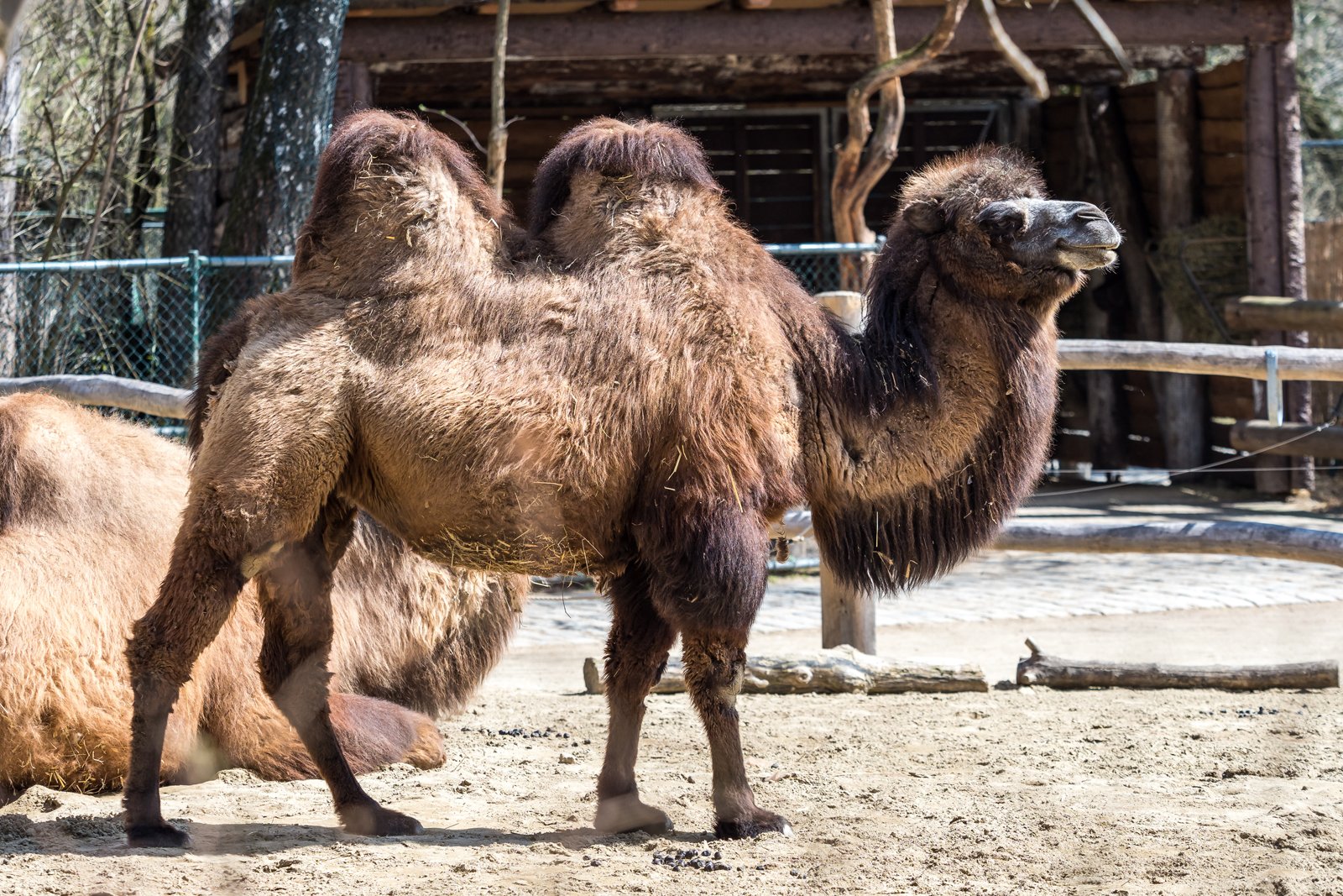 Velbloud dvouhrbý (Camelus ferus) – RudiErnst / Shutterstock