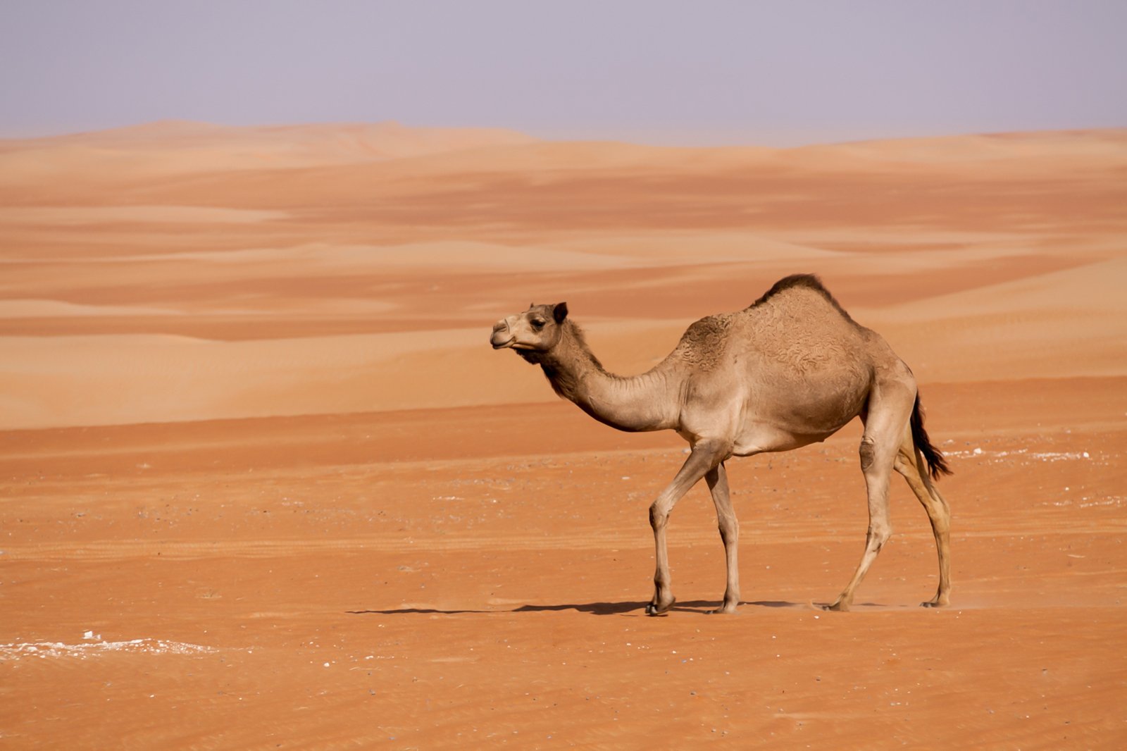 Velbloud jednohrbý (Camelus dromedarius) – SJ Duran / Shutterstock