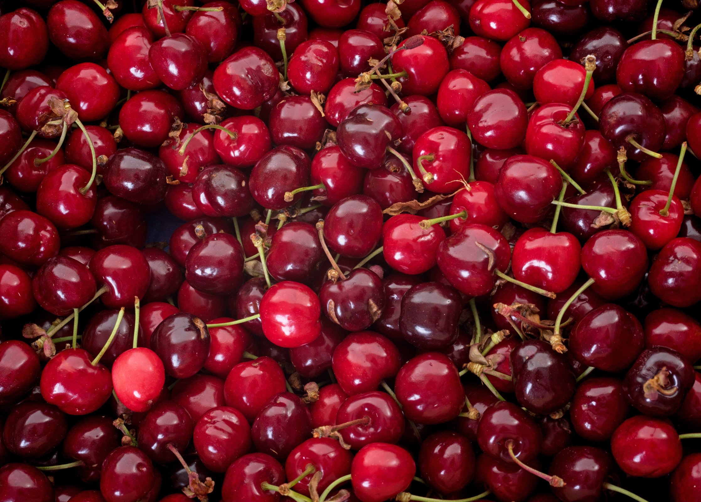Třešně chrupky, odrůda Burlat – cynoclub / Shutterstock