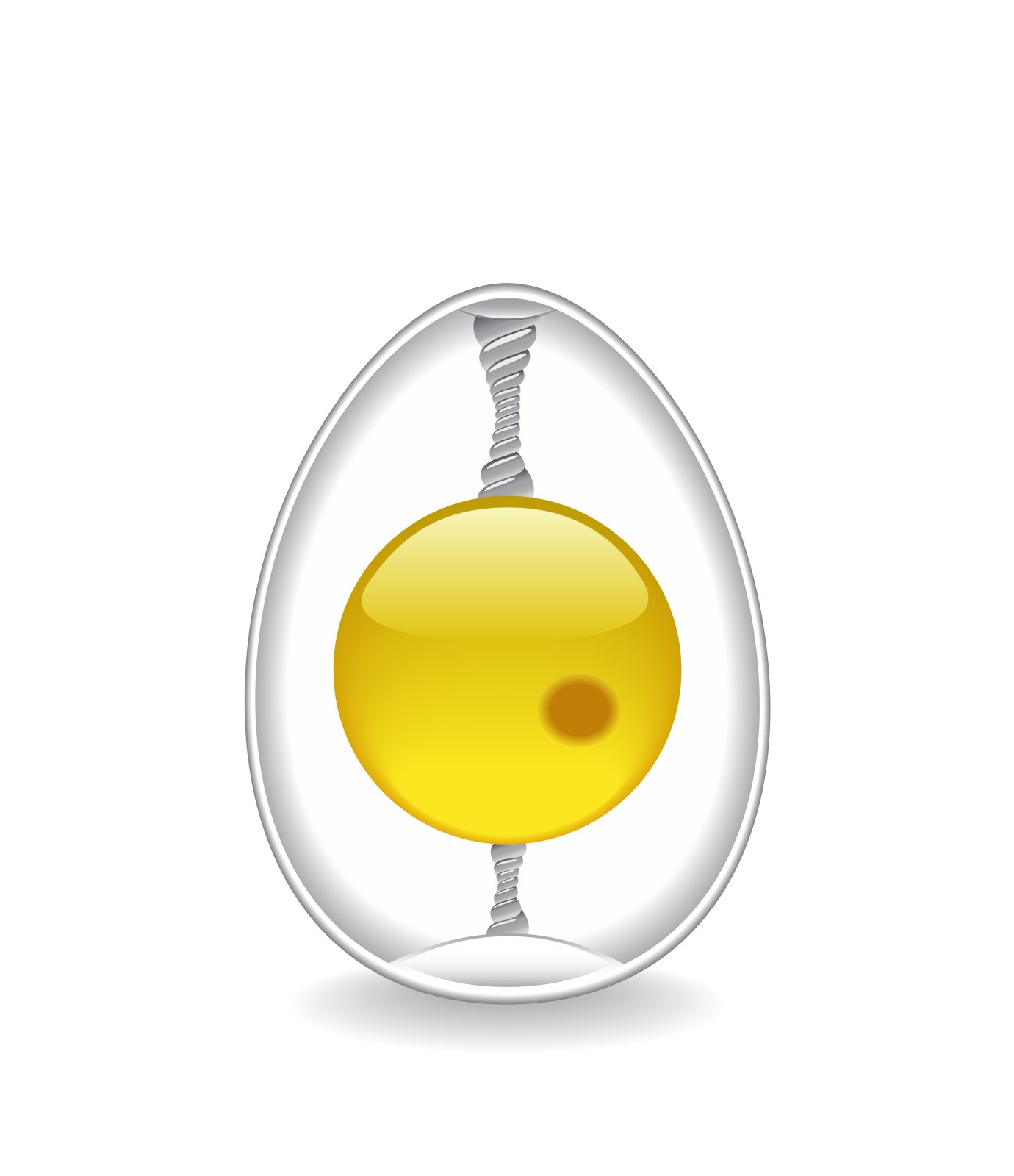 Chaláza spojující žloutek s membránou vejce – fkdkondmi / Shutterstock