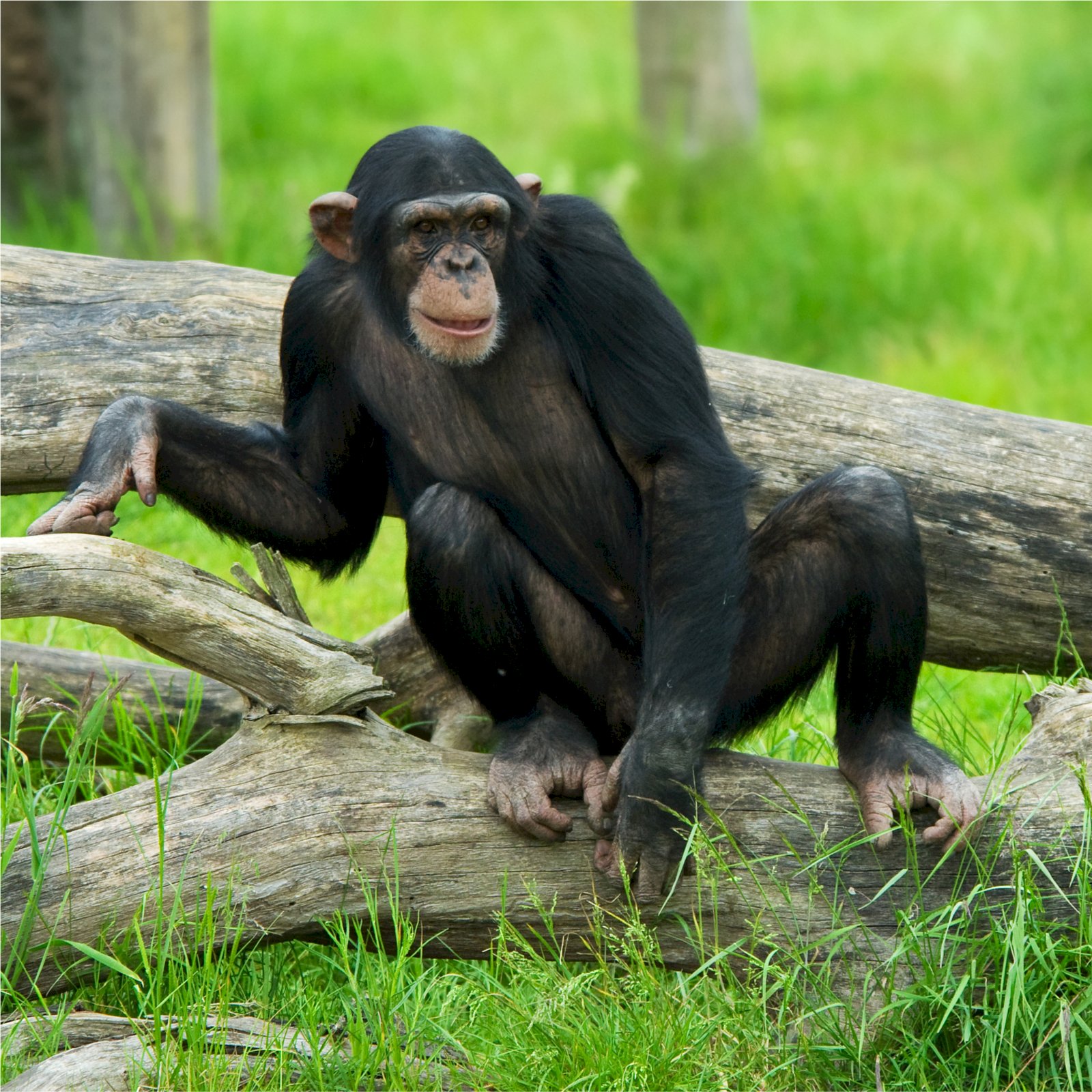 Карликовый шимпанзе 6. Саванный шимпанзе. Шимпанзе фото во весь рост. Саванный шимпанзе Мем.
