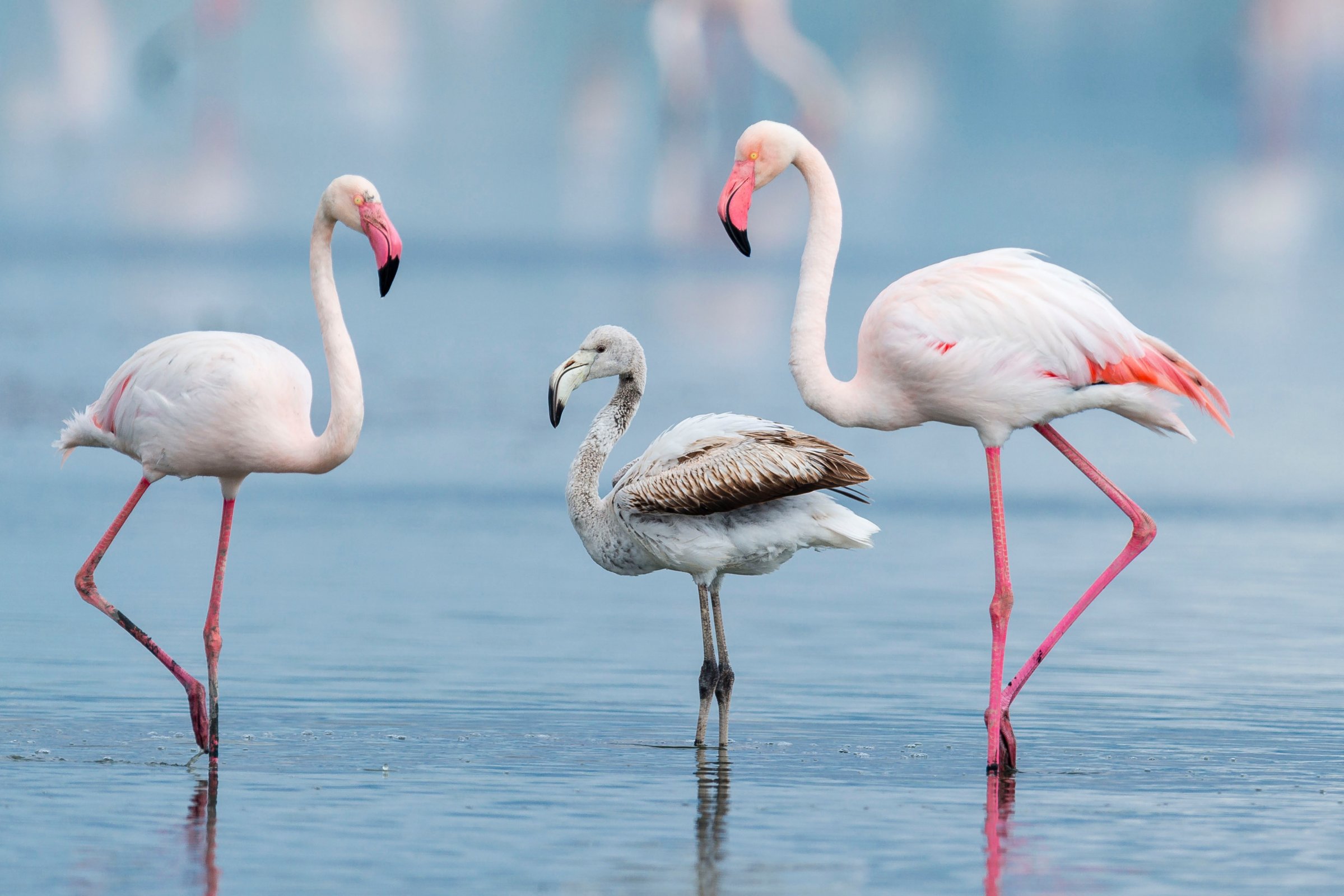 Фламинго интересная. Аргентина животный мир Фламинго. Фламинго в Испании. Факты о розовом Фламинго.