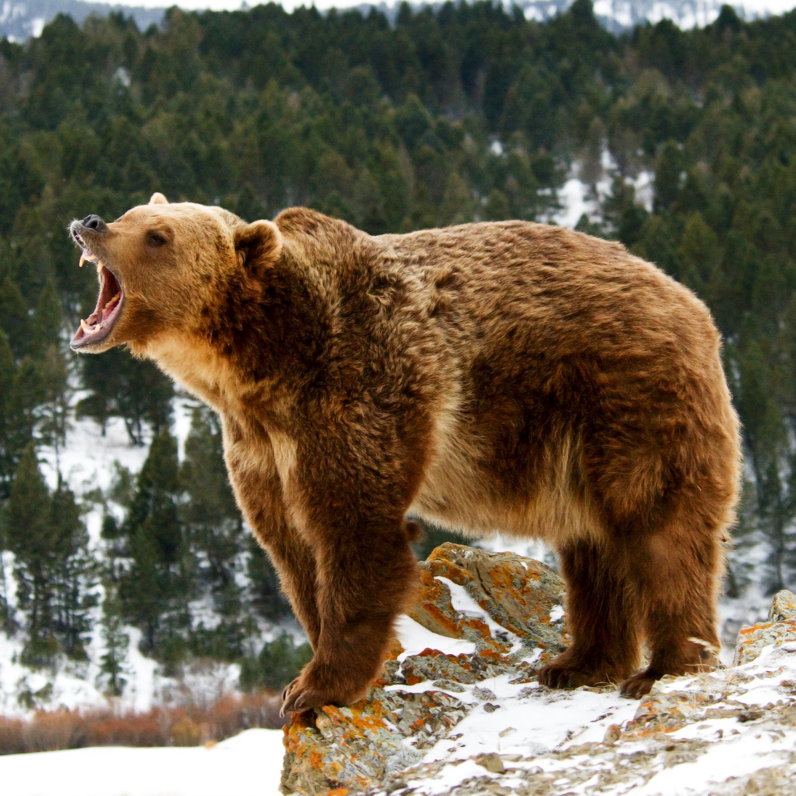 Скорость сибирского медведя. Северная Америка медведь Гризли. Сибирский бурый медведь. Медведь Гризли рычит. Бурый медведь Восточной Сибири.