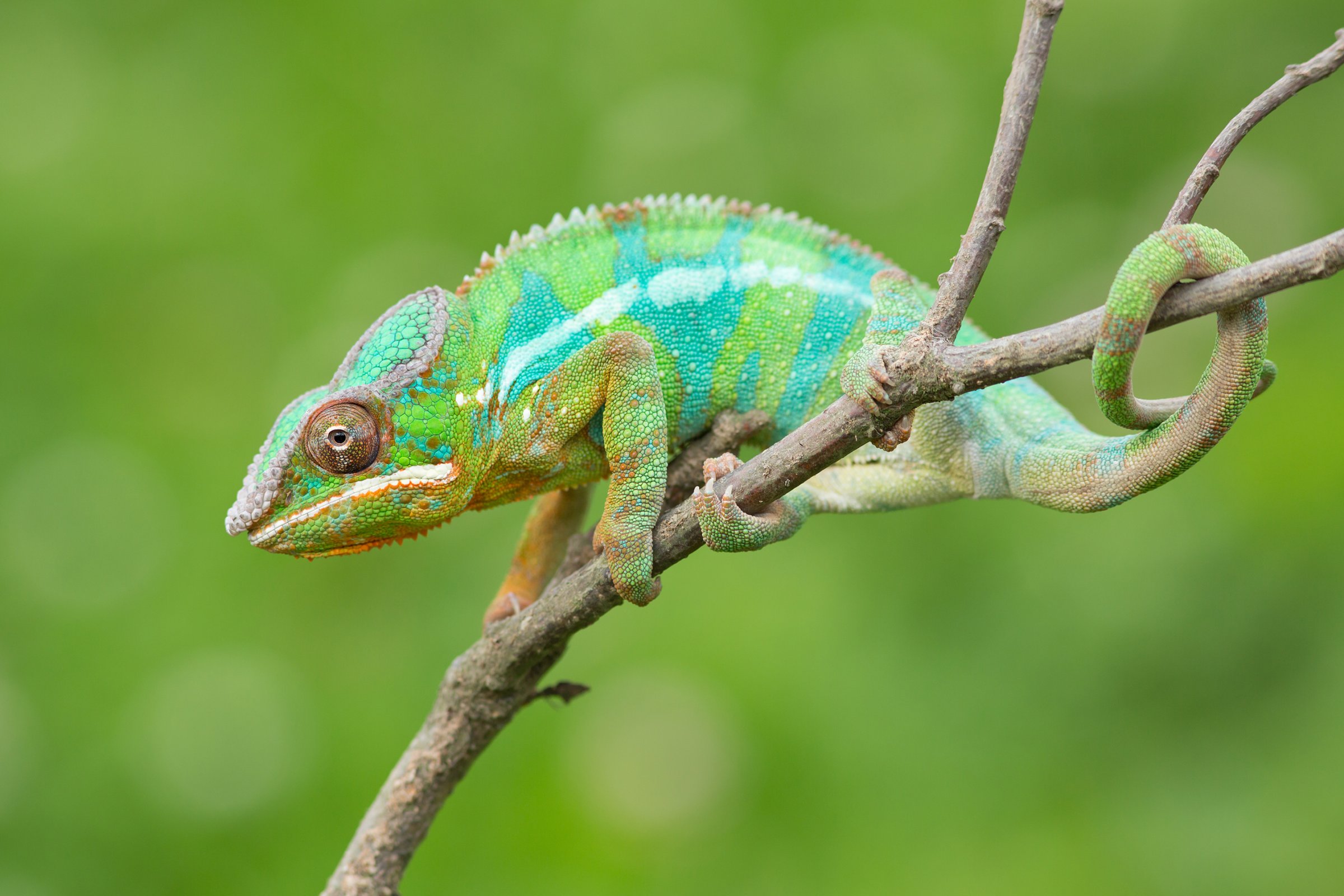 Chameleon pardálí (Furcifer pardalis), žijící na Madagaskaru – Milan Zygmunt / Shutterstock