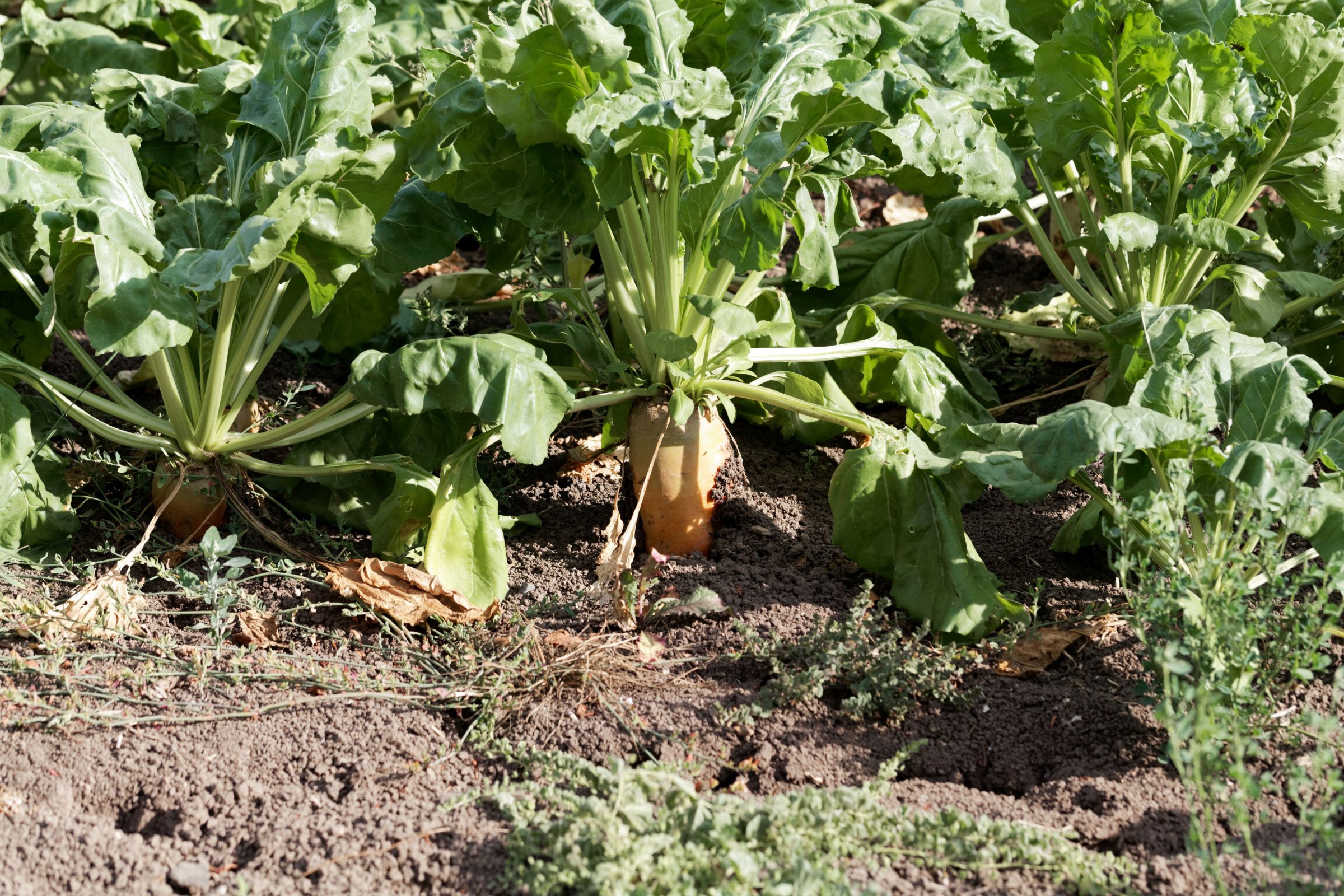 Polní pěstování krmné řepy (Beta vulgaris) – ChWeiss / Shutterstock