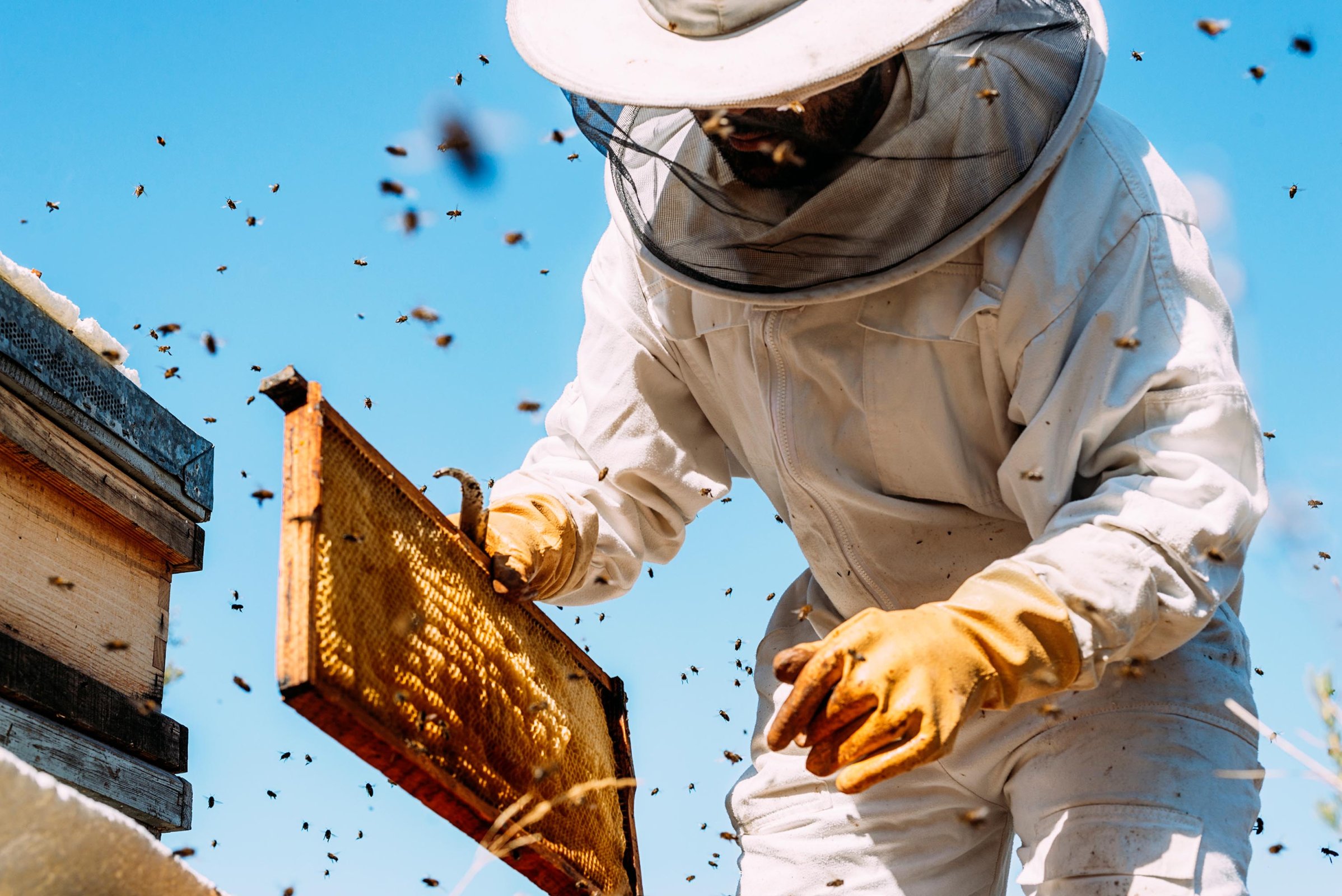 Stovky let rvající soužití člověka a včely medonosné (Apis melifera) je lidem užitečné v mnoha ohledech – santypan / Shutterstock