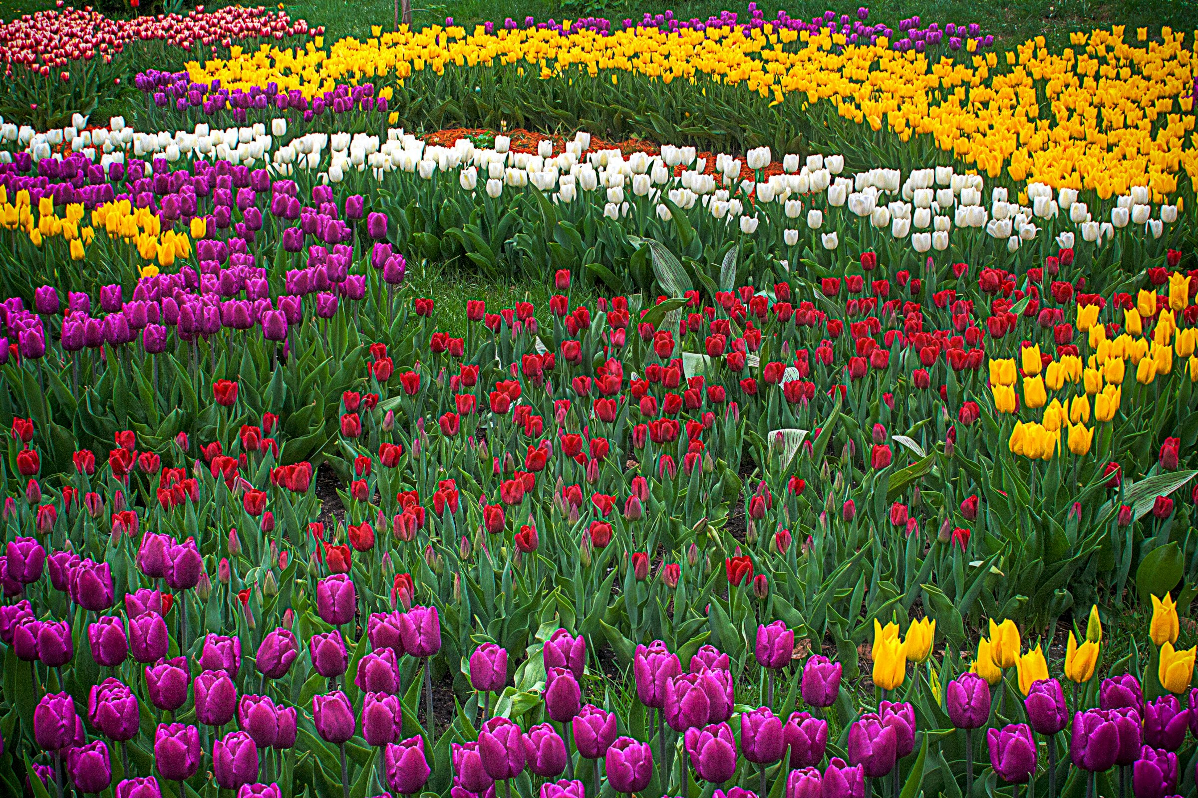Odrůdy tulipánů – Photo by Matt Shalvatis on Unsplash