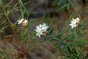 Rojovník bahenní (Ledum palustre) – Victoria Tucholka / Shutterstock