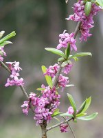 Lýkovec jedovatý (Daphne mezereum), květy – Ivan Ulianovsky / Shutterstock