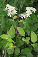 Plamének plotní (Clematis vitalba) – Bildagentur Zoonar GmbH / Shutterstock
