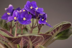 Jonátka africká (Streptocarpus ionanthus) – makow / Shutterstock