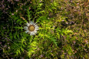 Pupava bezlodyžná (Carlina acaulis) – GRACIELLADEMONNE / Shutterstock