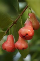 Jambosa vodnatá (Syzygium aqueum), větvička s listy a plody – Mang Kelin / Shutterstock