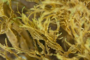 Mořská řasa Dictyota linearis – Gerald Robert Fischer / Shutterstock