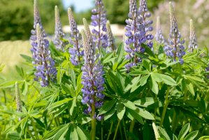 Vlčí bob mnoholistý – schubbel / Shutterstock