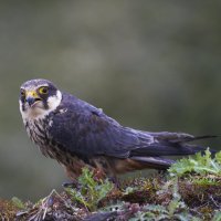 Ostříž lesní (*Falco subbuteo*) – John C Evans / Shutterstock