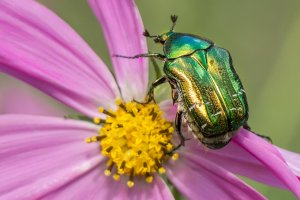 Zlatohlávek zlatý (Cetonia aurata) – mar_chm1982 / Shutterstock
