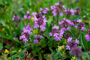 Mateřídouška úzkolistá (Thymus serpyllum) – Rejdan / Shutterstock