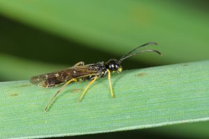 Bodruška obilná (Cephus pygmaeus) – Tomasz Klejdysz / Shutterstock