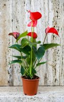 Toulitka Andréova (Anthurium andraeanum) – Ilie Raluca / Shutterstock