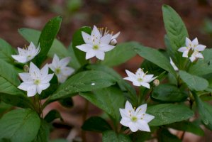 Sedmikvítek evropský (Trientalis europaea) – iwciagr / Shutterstock