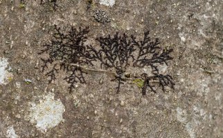 Kovanec plochý (Frullania dilatata) – Sarah2 / Shutterstock