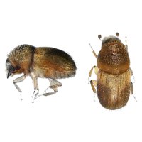 Korohlod (Cryphalus dilutus) – Protasov AN / Shutterstock