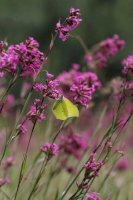 Smolnička obecná – Marek Mierzejewski / Shutterstock