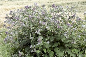 Lopuch plstnatý (Arctium tomentosum) – Bildagentur Zoonar GmbH / Shutterstock