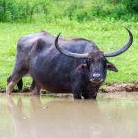 Buvol arni (Bubalus arnee) – Jelena Ivanovic / Shutterstock