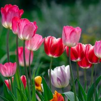 Tulipán Gesnerův (Tulipa gesneriana) – Iva Vagnerova / Shutterstock