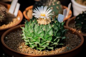 Kaktus Obregonia denegrii – Patara Padungchan / Shutterstock