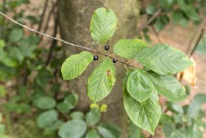 Krušina olšová (Frangula alnus), plody – Lapis2380 / Shutterstock
