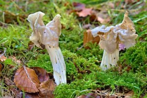 Chřapáč kadeřavý (Helvella crispa) – Profimedia.CZ