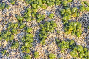 Sinice Rivularia bullata na kameni – arousa / Shutterstock