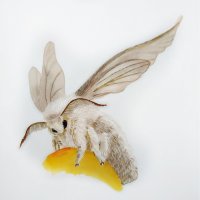 Bourec morušový (Bombyx mori) – Gelyoka / Shutterstock