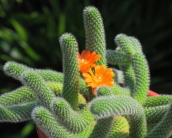Kvetoucí kaktus Rebutia fabrisii – suttirat wiriyanon / Shutterstock