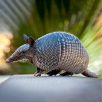 Pásovec devítipásý (Dasypus novemcinctus) – Heiko Kiera / Shutterstock