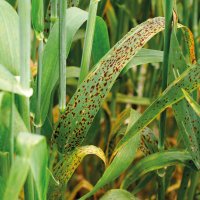 Pleospora – Andrei Dubadzel / Shutterstock