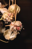 Suché květy česneku (Allium) s vytvořenými pacibulkami – Chekharina Anna / Shutterstock