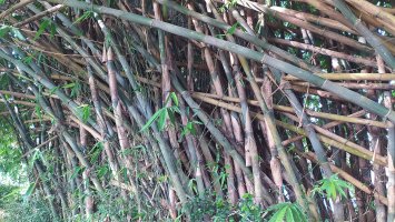 Bambus Gigantochloa apus – Berta Alviyanto / Shutterstock