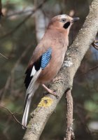 Sojka obecná (Garrulus glandarius) – © Milan Palička