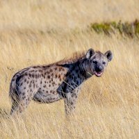 Hyena skvrnitá (Crocuta crocuta) – Alan J. Hendry / Unsplash