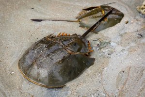 Ostrorep americký (Limulus polyphemus) – Lysogor Roman / Shutterstock