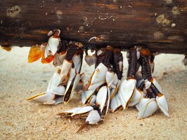 Vilejš stvolnatý (Lepas anatifera) z třídy svijonožců – Karnwela / Shutterstock