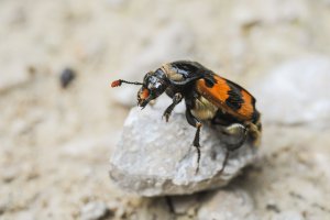 Hrobařík obecný (Nicrophorus vespillo) – Stefan Rotter / Shutterstock