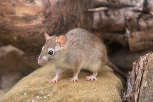 Krysa obecná (Rattus rattus) – Jesus Cobaleda / Shutterstock