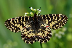 Pestrokřídlec podražcový (Zerynthia polyxena) – Fabio Sacchi / Shutterstock