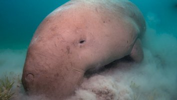 Mrož indický (<em>Dugong dugon</em>) – Kris Mikael Krister / Unsplash