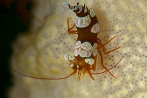 Kreveta Thor amboinensis, Anilao, Filipíny – Oksana Maksymova / Shutterstock